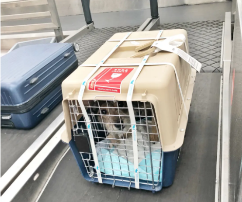 正定宠物托运 宠物托运公司 机场宠物托运 宠物空运